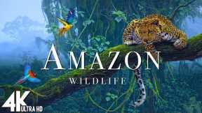 Amazon 4K - The Beautiful World of the Amazon | Scenic Relaxation Film - 4K VIDEO ULTRA HD
