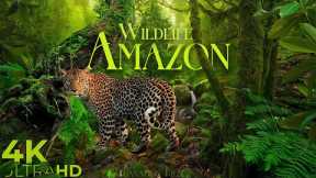 Amazon Wildlife • 4K Animals of the Amazon rainforest • Peaceful Relaxing Music • Nature Video HD