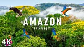 The Amazon 4K - Scenic Wildlife Film With Calming Music
