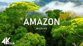 Amazon 4K - The World’s Largest Tropical Rainforest | Relaxation Film with Calming Music
